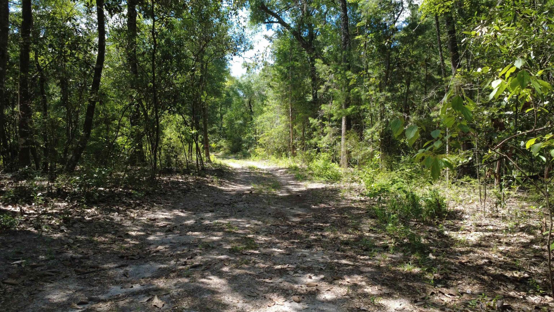 243 Alton Lane , Sopchoppy, FL 32358 Photo