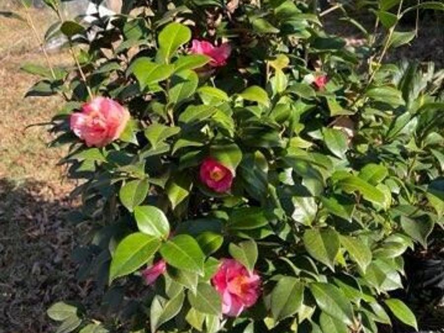 Property Image 35