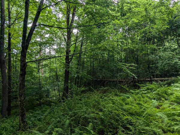 0 Dover Road, Newfane, VT 05351