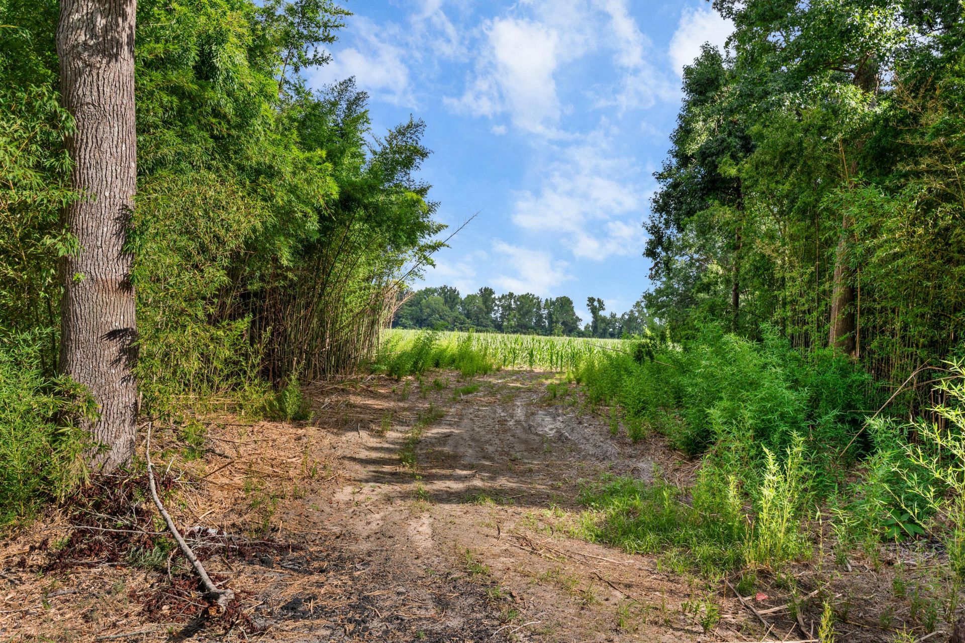 126 Roquemore Drive Photo 41