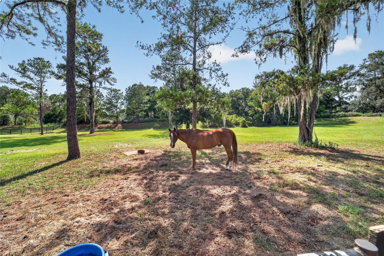 11050 SE 37th Avenue Road, Belleview, FL 34420 Photo