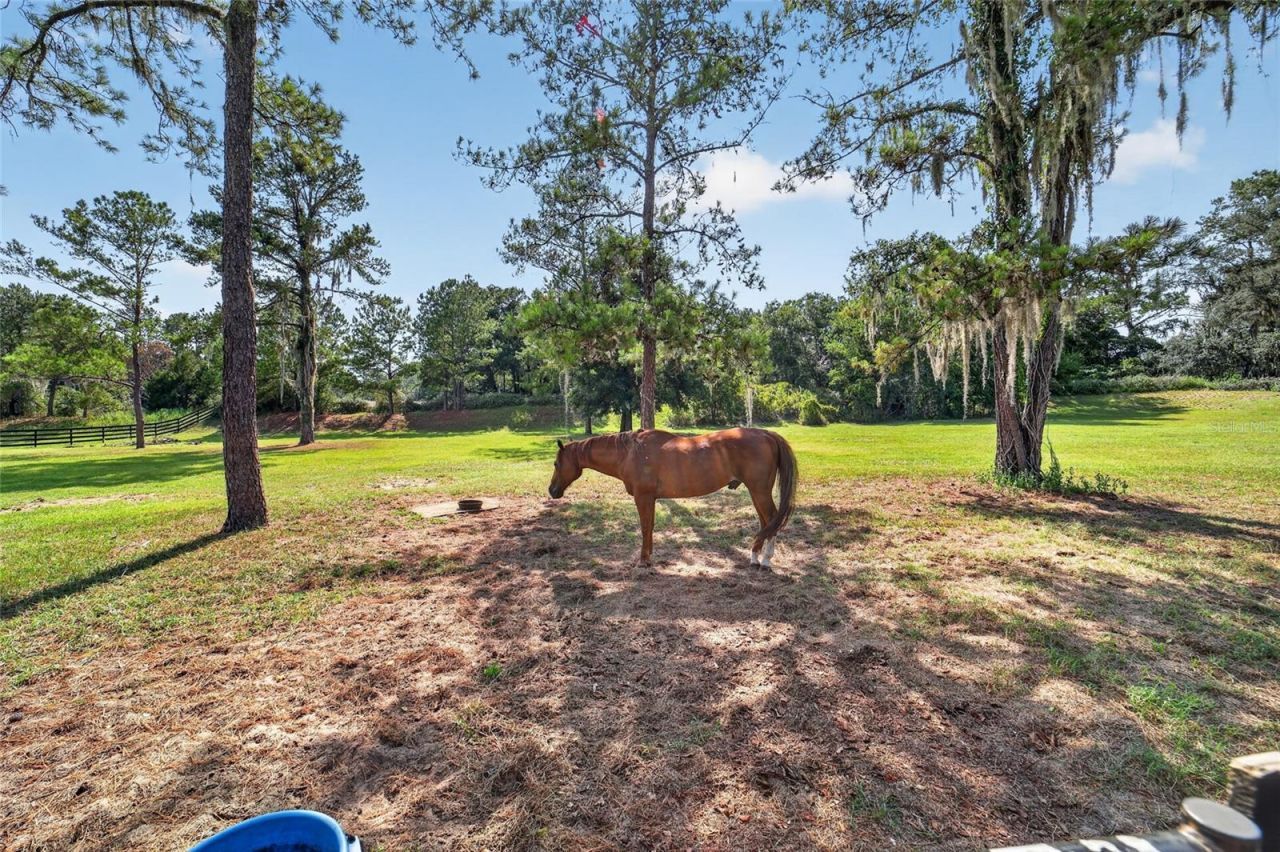11050 SE 37th Avenue Road, Belleview, FL 34420 Photo