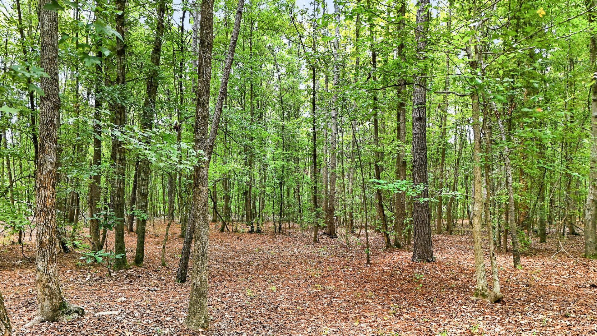 173 Gum Branch Road Photo 69