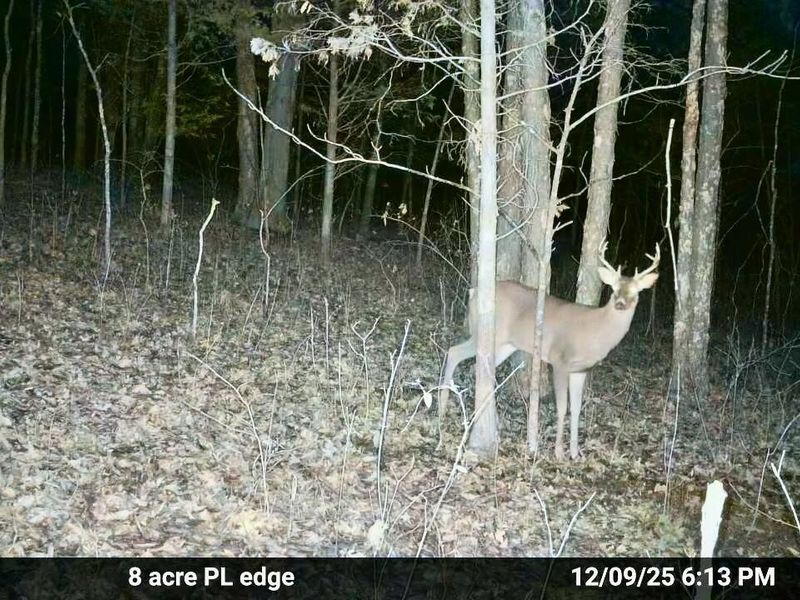 7.9 Acres Lawrenceville Road, Dry Ridge, KY 41035 Photo 10