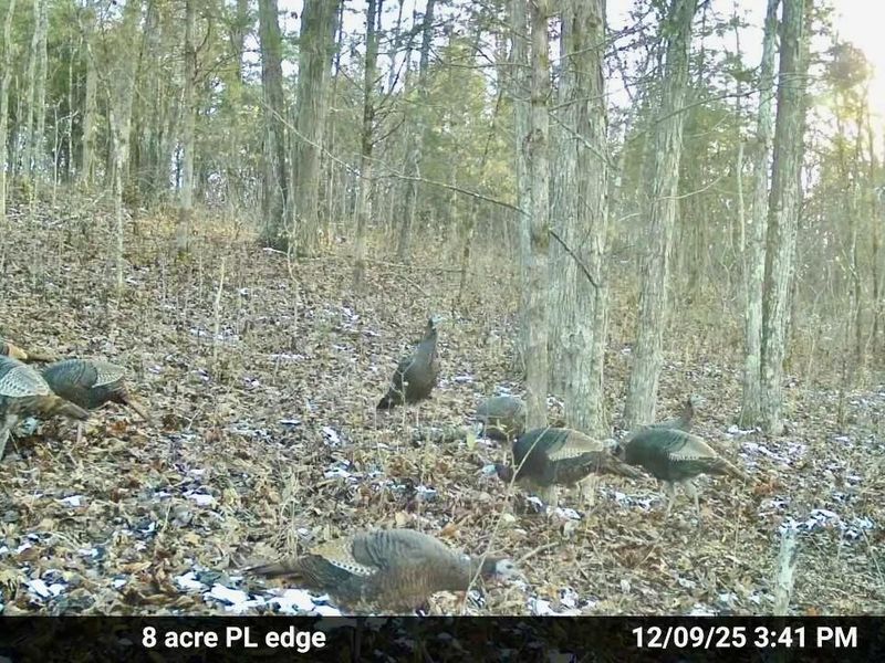 7.9 Acres Lawrenceville Road, Dry Ridge, KY 41035 Photo 11