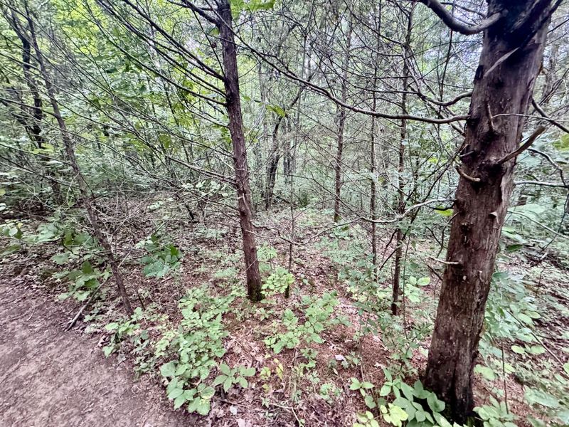 7.9 Acres Lawrenceville Road, Dry Ridge, KY 41035 Photo 5