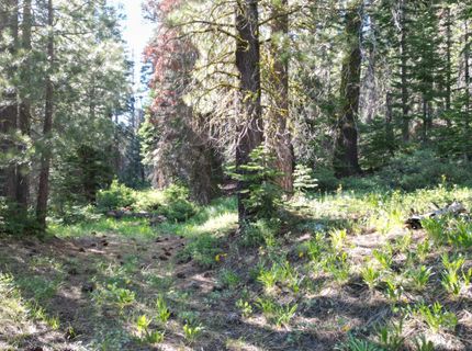 000 Forest Road , Soda Springs, CA 95728 Photo