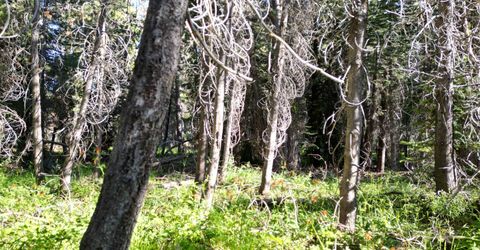 000 Forest Road , Soda Springs, CA 95728 Photo