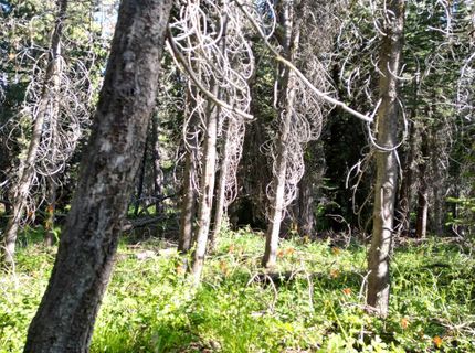 000 Forest Road , Soda Springs, CA 95728 Photo