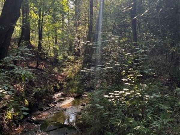 156 Whitfield Lane , Ball Ground, GA 30107