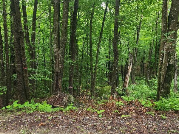 142 Fox Hill Road, Unit 111-035, Stoddard, NH 03456