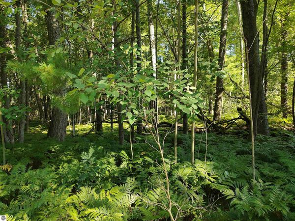 Grass Lake Road, West Branch, MI 48661
