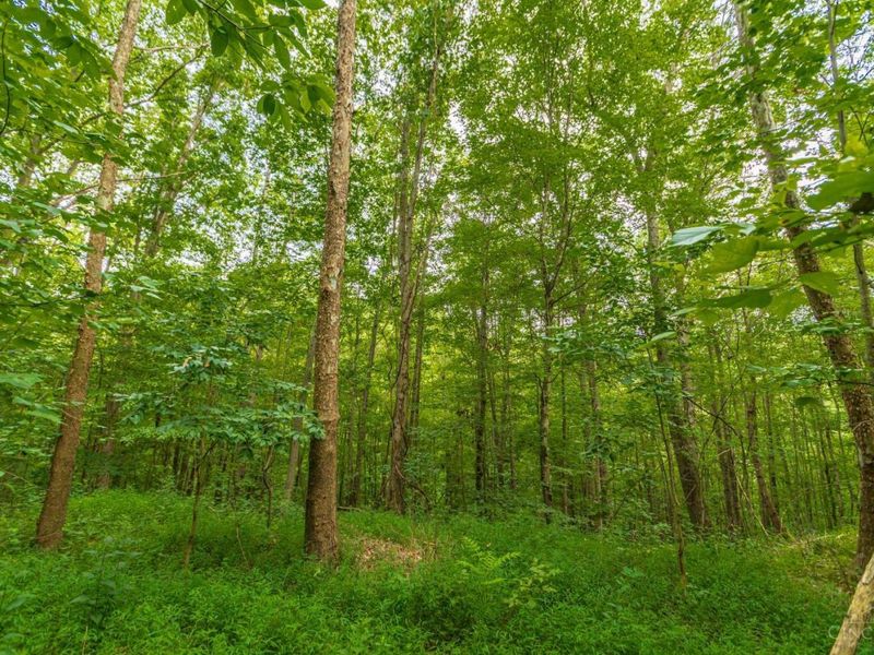 6560 Mt Unger Road, Otway, OH 45657 Photo 52