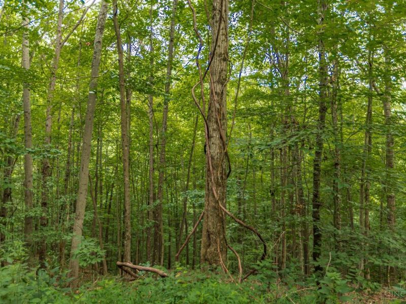 6560 Mt Unger Road, Otway, OH 45657 Photo 54