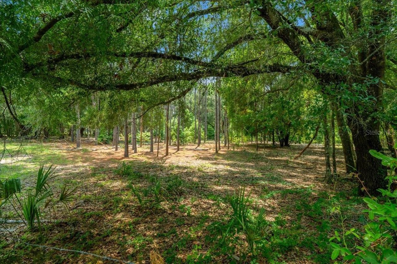 Tbd SE 95th St Rd, Ocklawaha, FL 32179 Photo