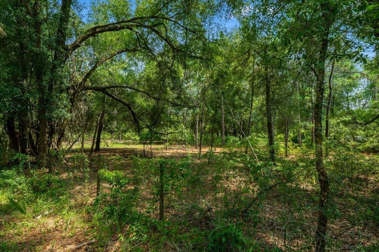 Tbd SE 95th St Rd, Ocklawaha, FL 32179 Photo
