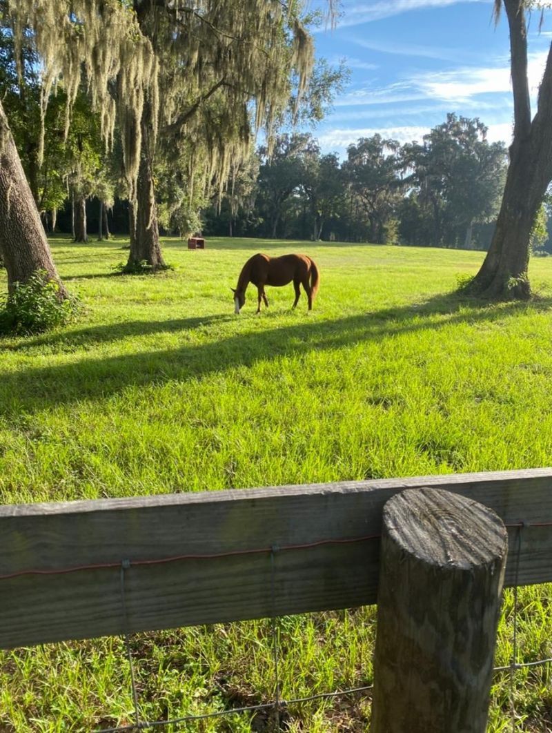 8410 NE 155th Avenue, Williston, FL 32696 Photo