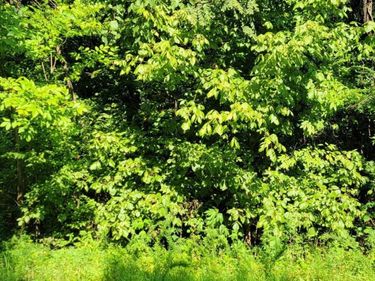 4625 Old Woodville Road, Kevil, KY 42053