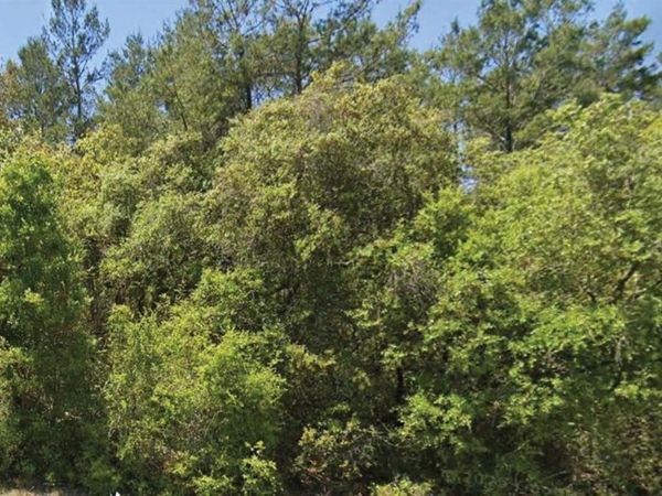 0 SE 309 AVENUE , ALTOONA, FL 32702