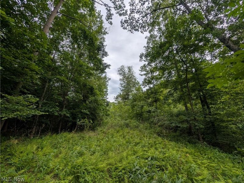 County Road 36, Bloomingdale, OH 43910 Photo 12