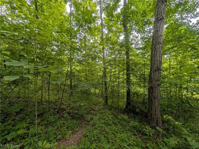 County Road 36, Bloomingdale, OH 43910 Photo 27