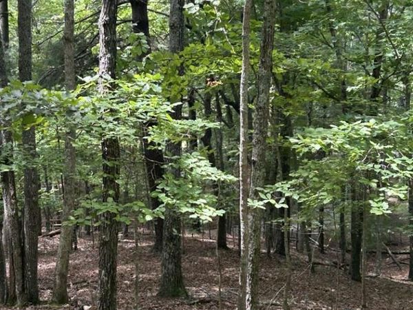 1.5 Liberty Hill Road, Morganton, GA 30560