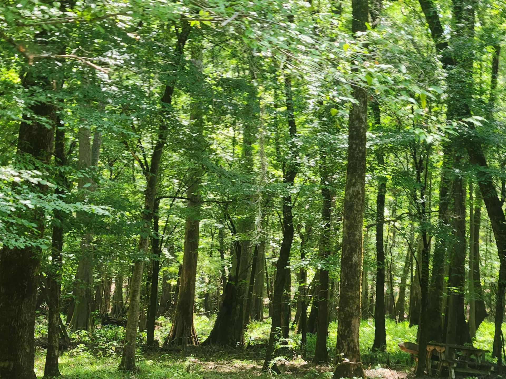 329 Bauer Trail Photo 11