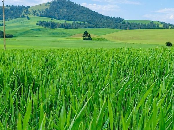 10 Acres 783 Old Mills Rd , Desmet, ID 83824