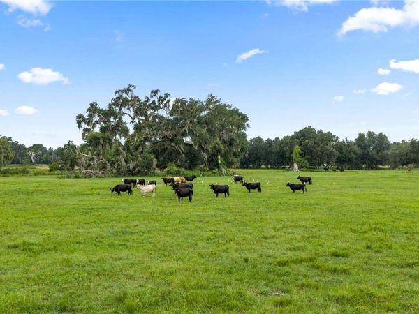 COUNTY ROAD 774 , WEBSTER, FL 33597