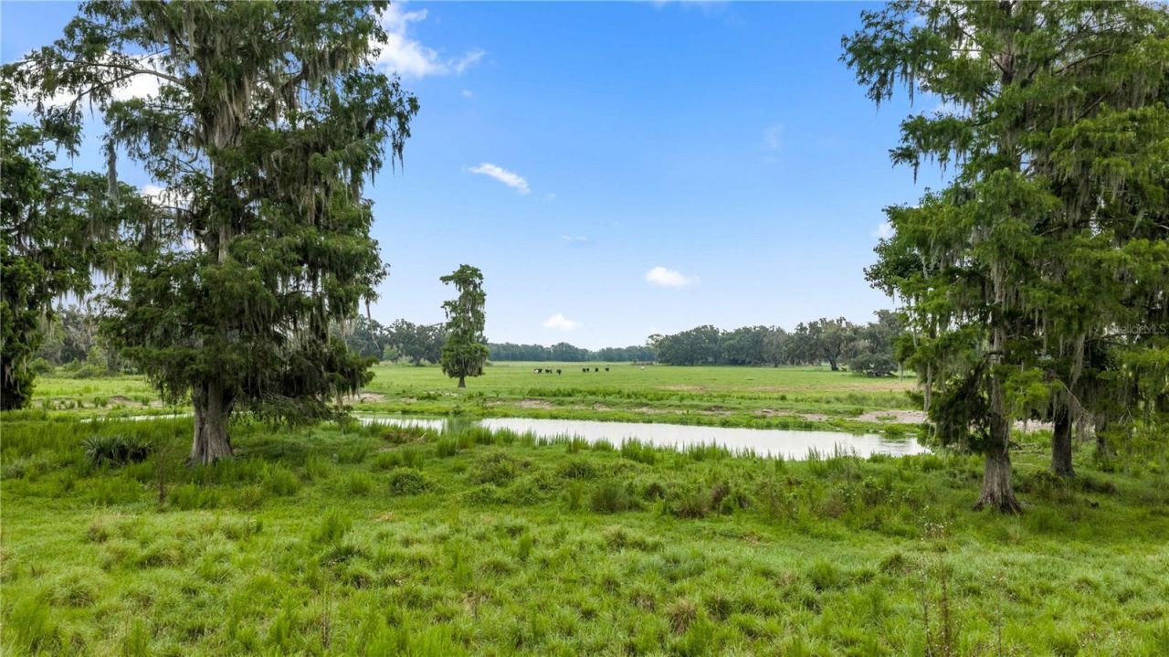 County Road 774, Webster, FL 33597 Photo