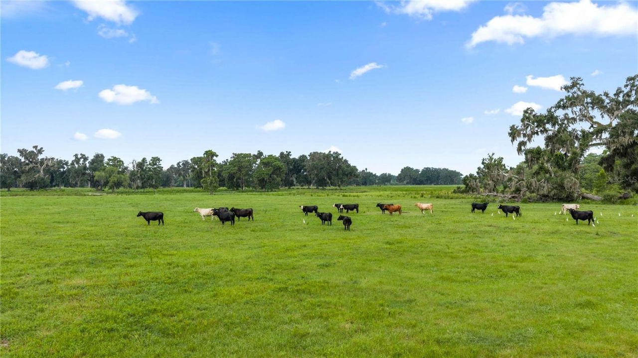 County Road 774, Webster, FL 33597 Photo