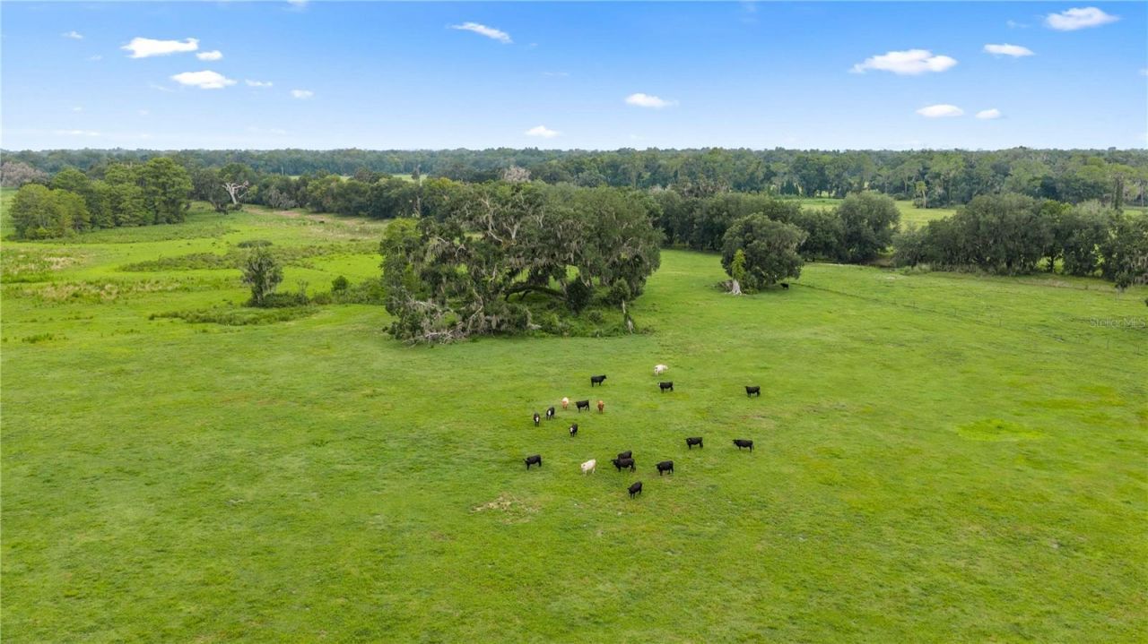 County Road 774, Webster, FL 33597 Photo