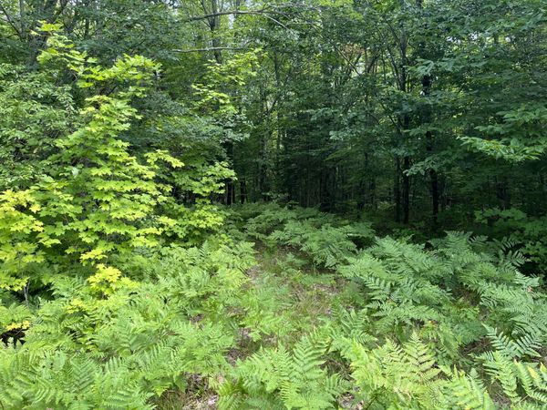 000 E OFF County Road 428, Newberry, MI 49868