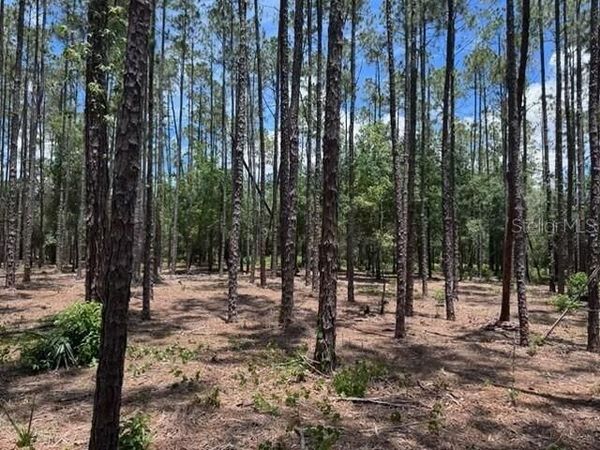 18517 LIVINGSTON AVENUE , LUTZ, FL 33559
