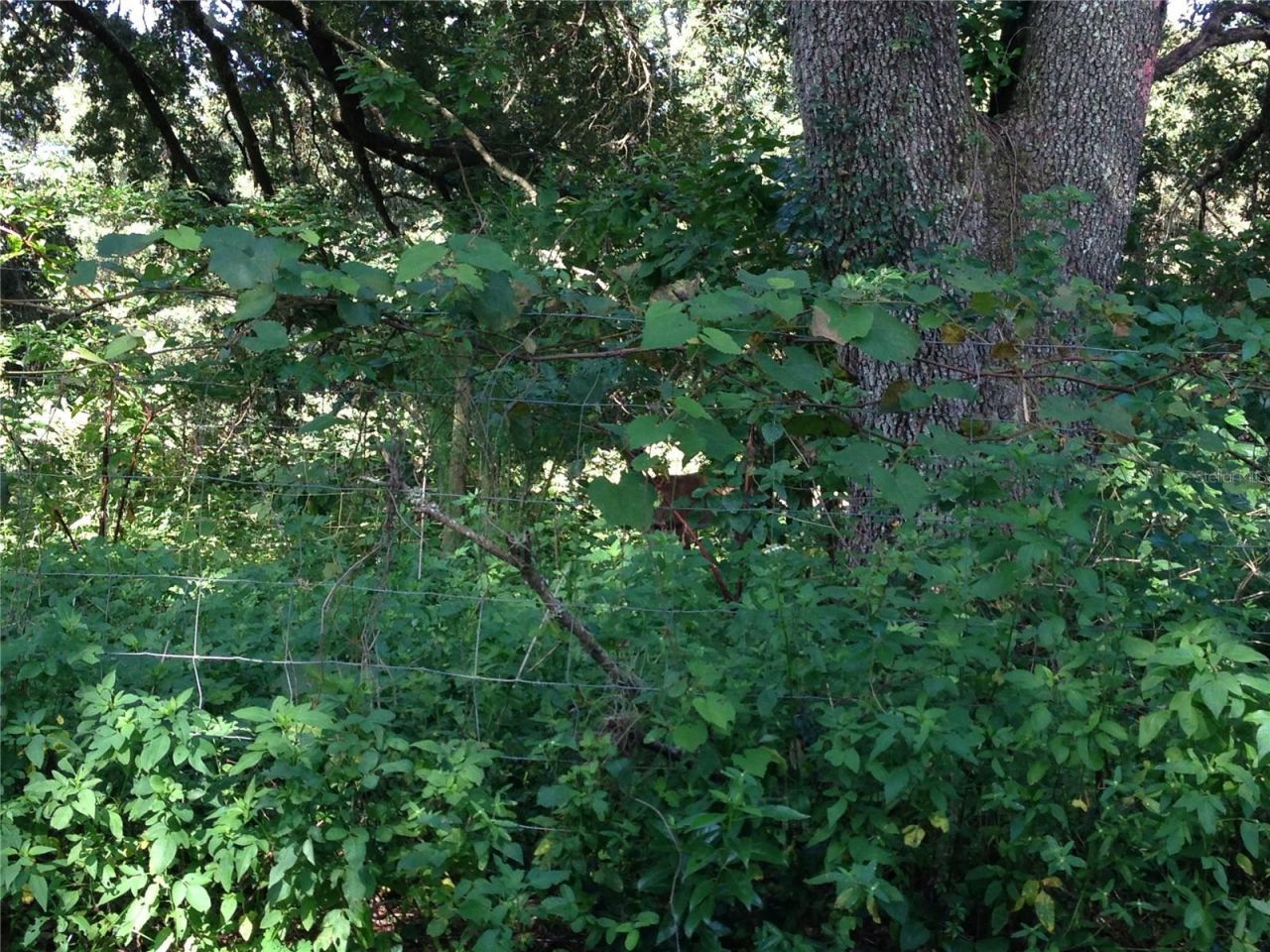 0 SE 150th Forest 02, #3,  SE 150th Street, Umatilla, FL 32784 Photo