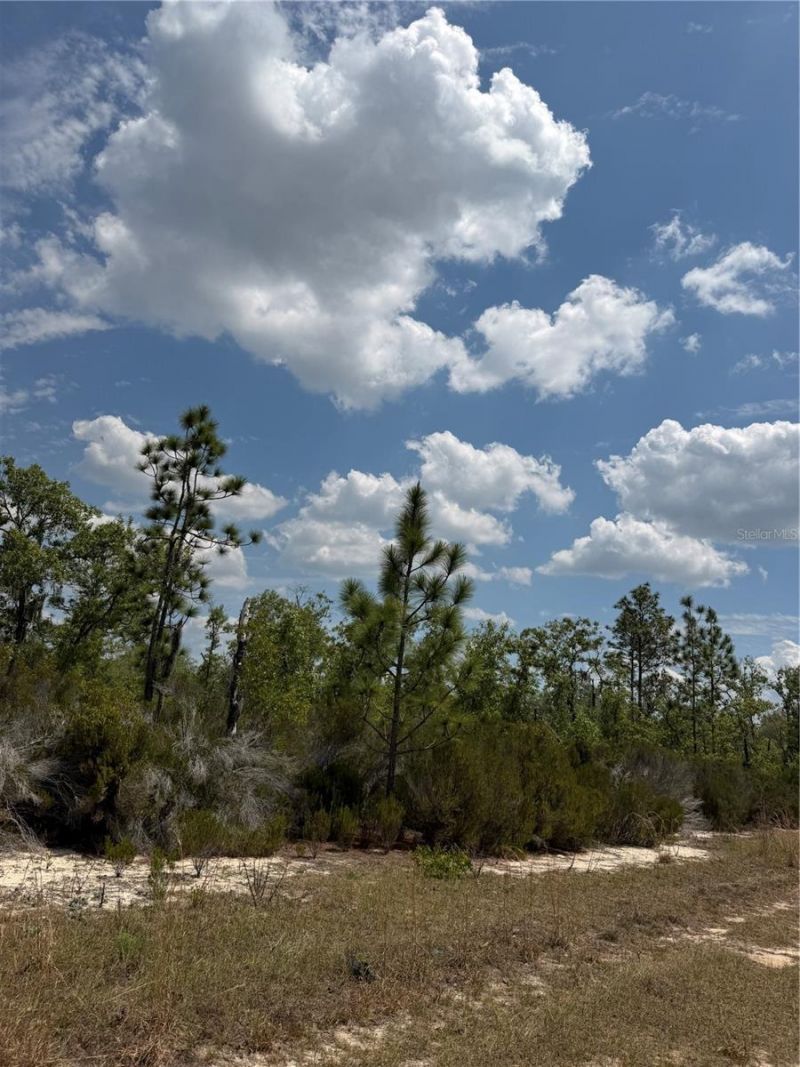Ne 110th Avenue, Bronson, FL 32621 Photo