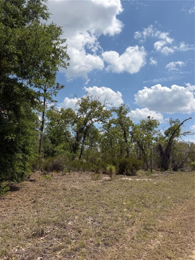 Ne 110th Avenue, Bronson, FL 32621 Photo