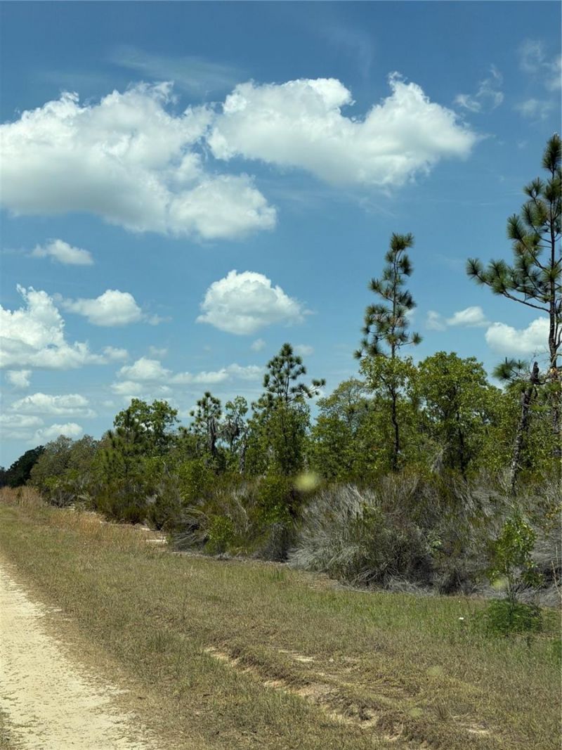 Ne 110th Avenue, Bronson, FL 32621 Photo