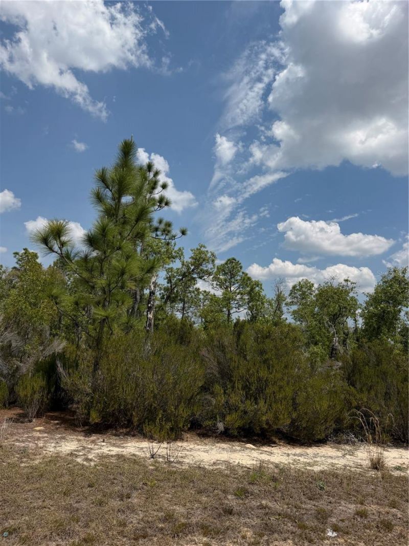 Ne 110th Avenue, Bronson, FL 32621 Photo
