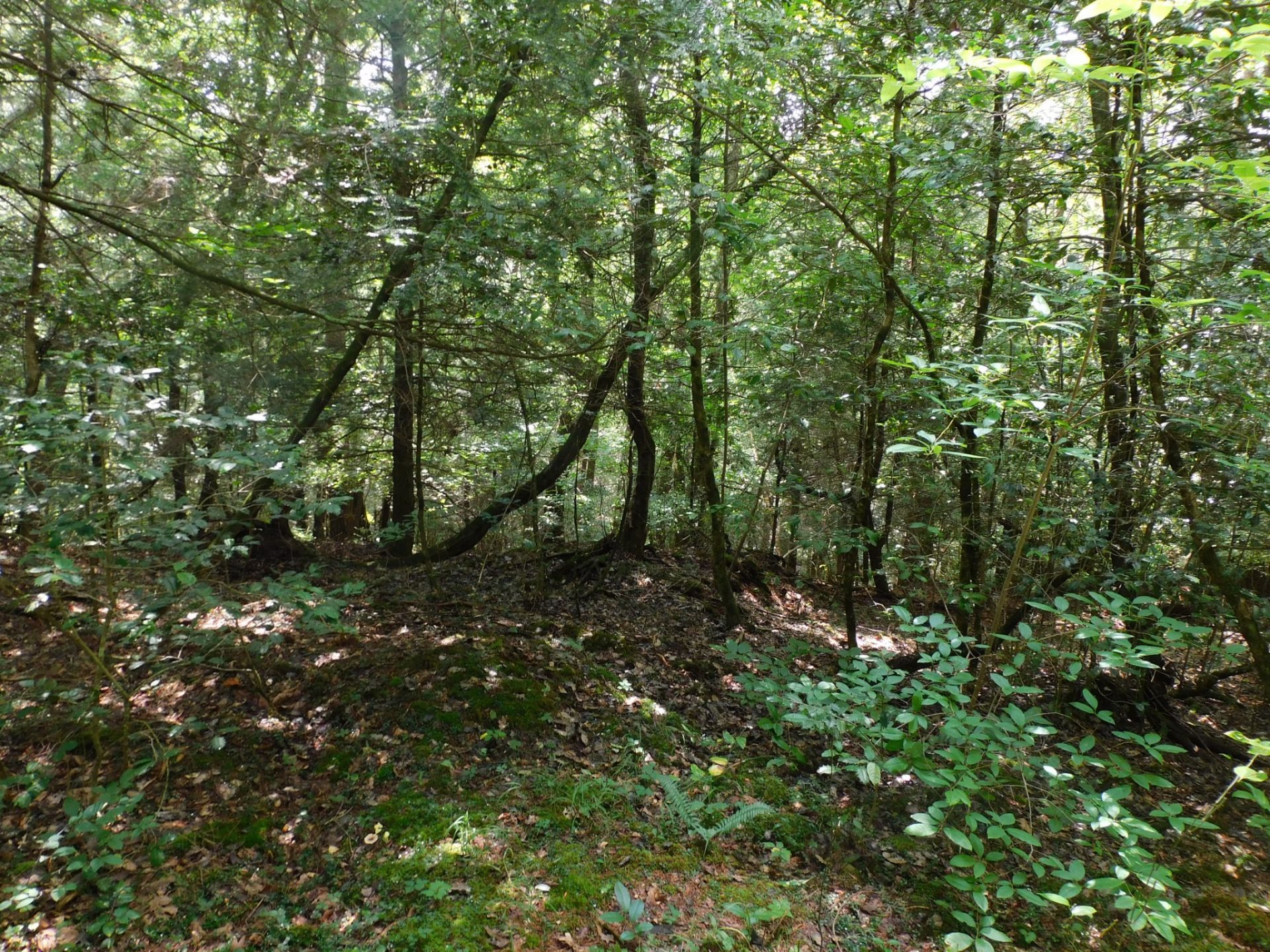 0 Old Highway 56, Coalmont, TN 37313 Main Photo