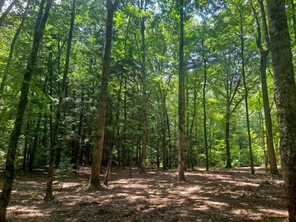 MILL CREEK Rd, Nauvoo, AL 35578