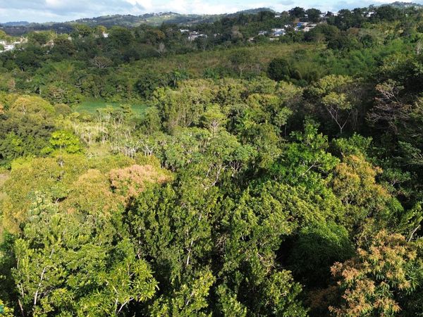 50 CRUCES, Aguada, PR 00602
