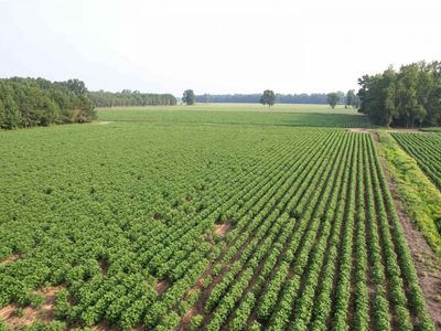 81.30 Acres - Blackberry Rd. , Johnsonville, SC 29555