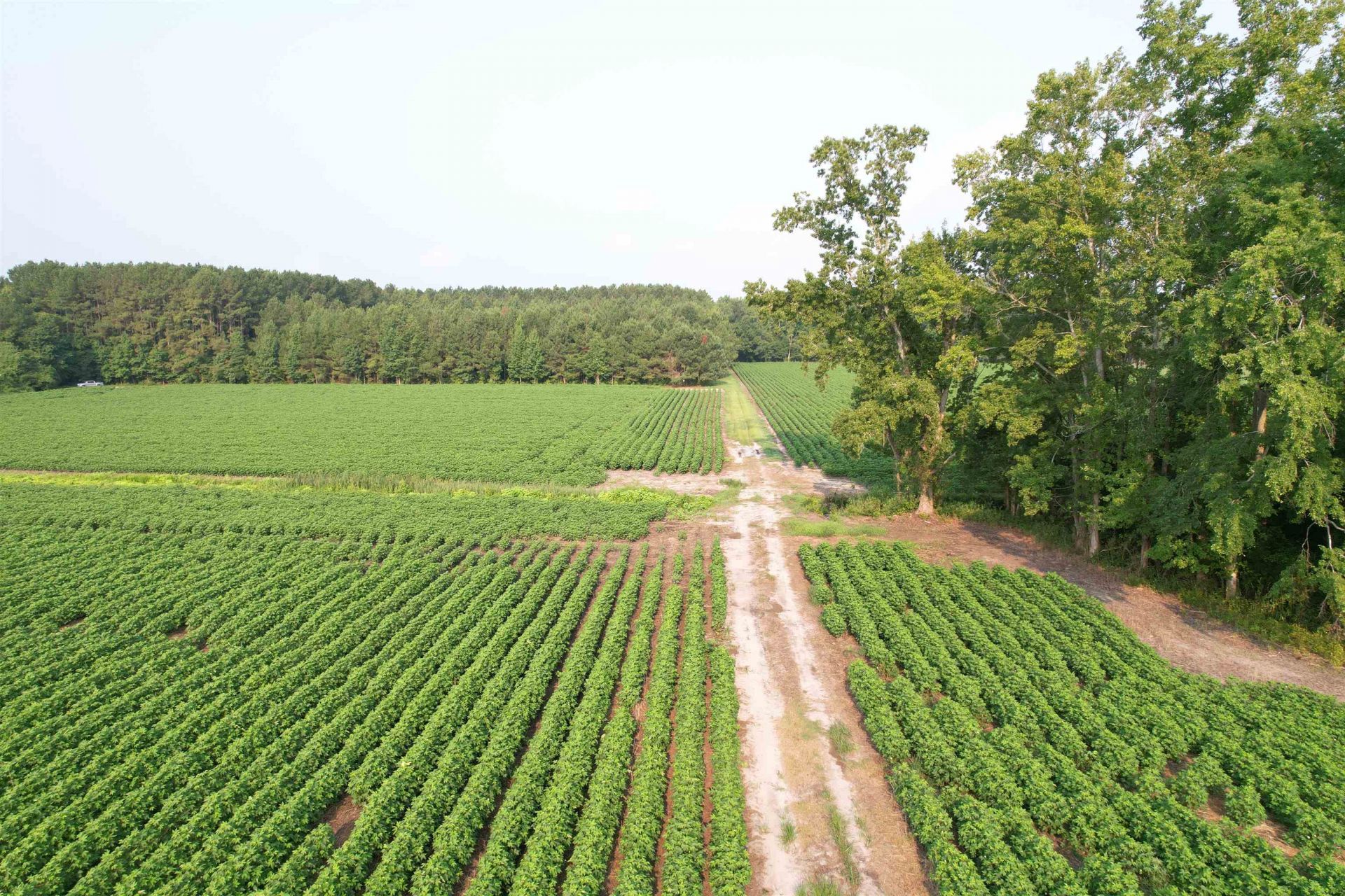 81.30 Acres - Blackberry Rd.  Photo 10