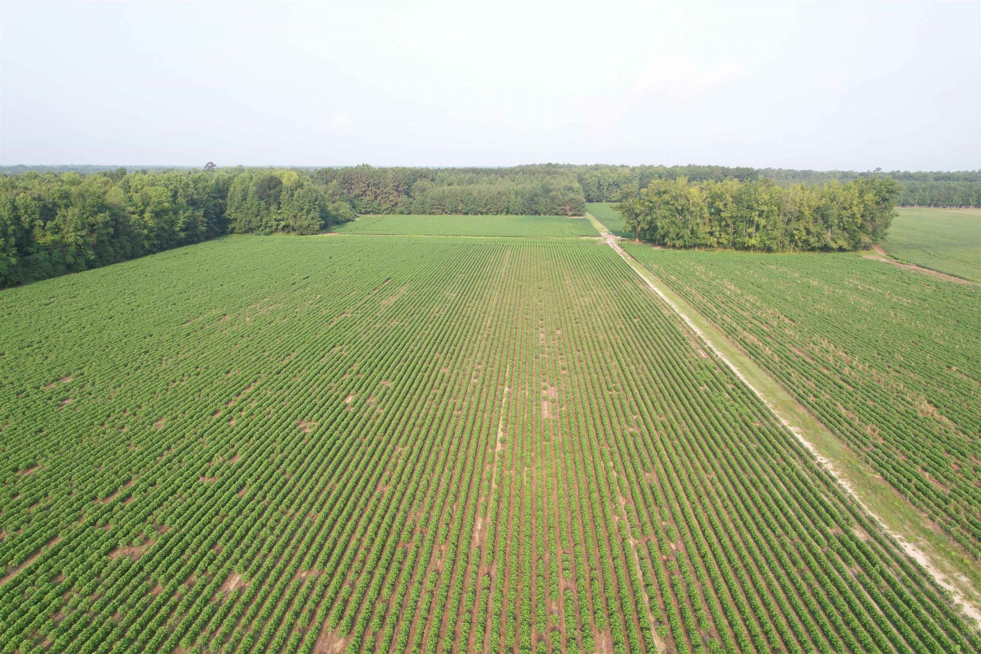 81.30 Acres - Blackberry Rd.  Photo 11