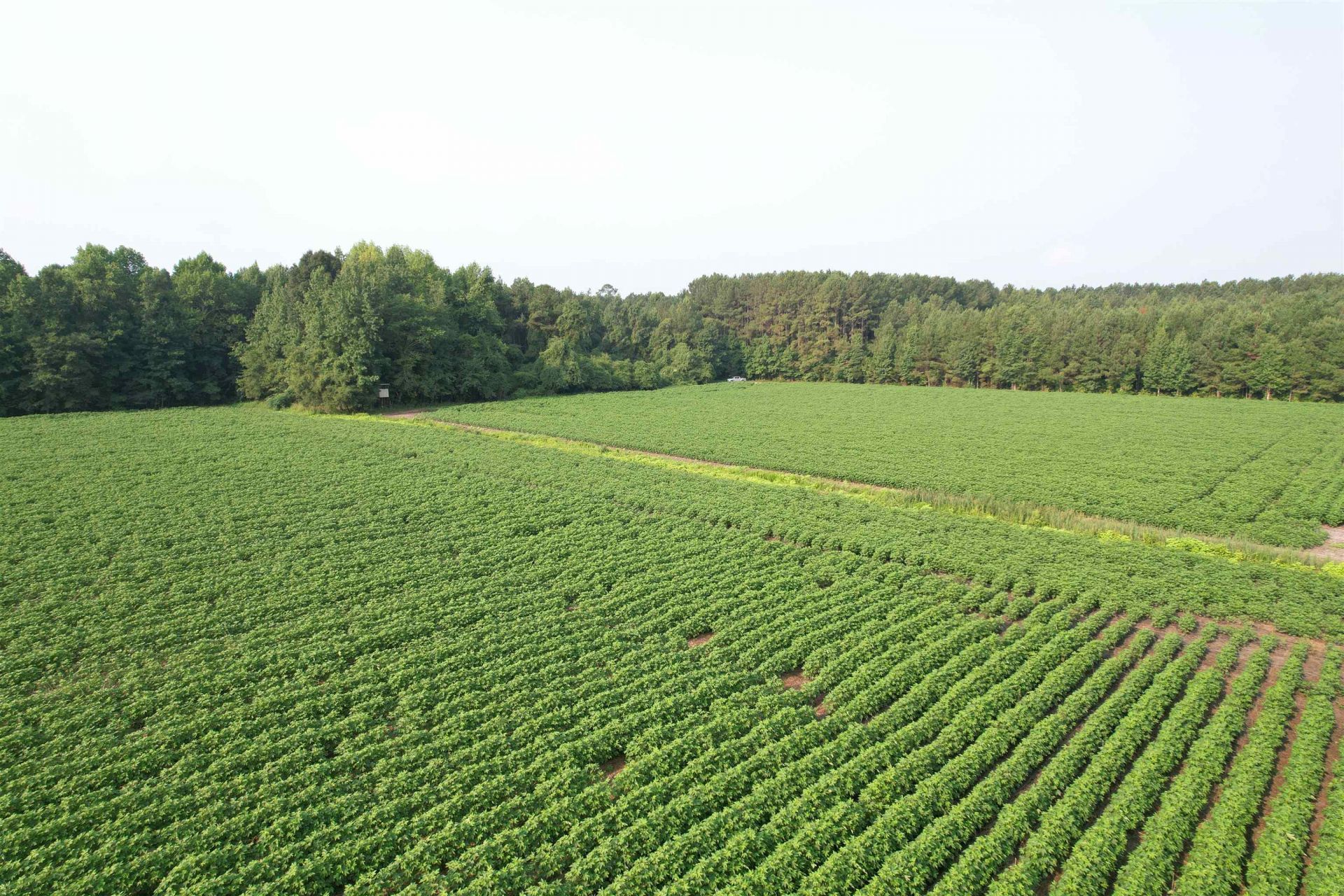 81.30 Acres - Blackberry Rd.  Photo 12