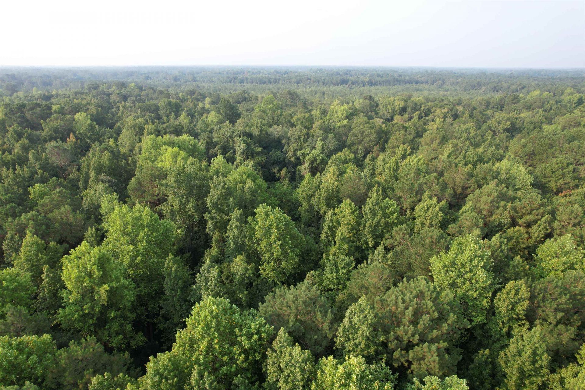 81.30 Acres - Blackberry Rd.  Photo 13