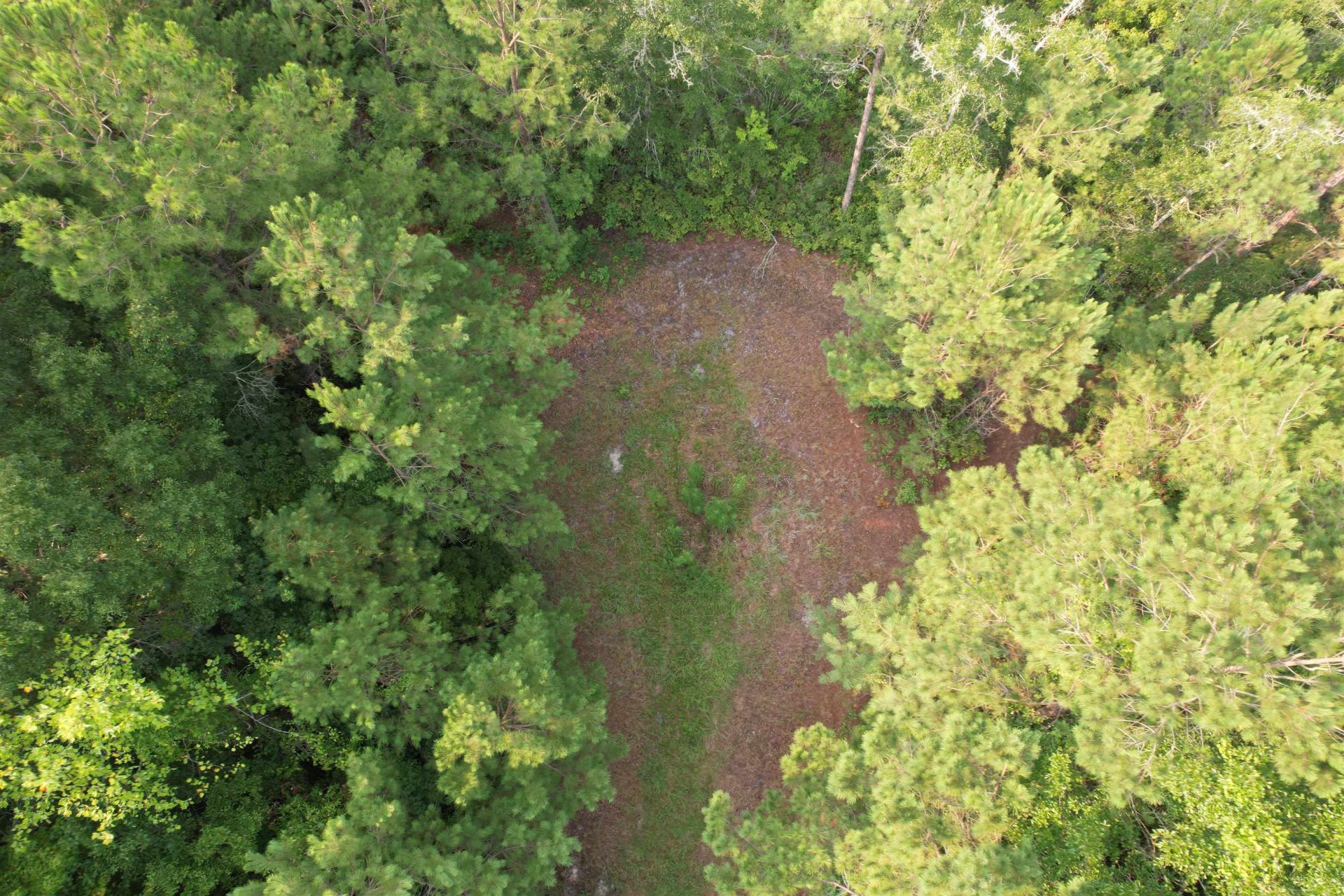 81.30 Acres - Blackberry Rd.  Photo 15