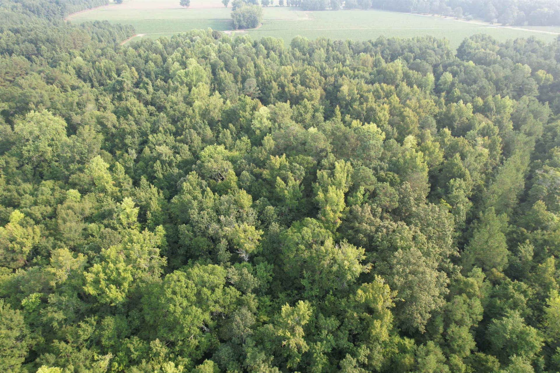 81.30 Acres - Blackberry Rd.  Photo 16