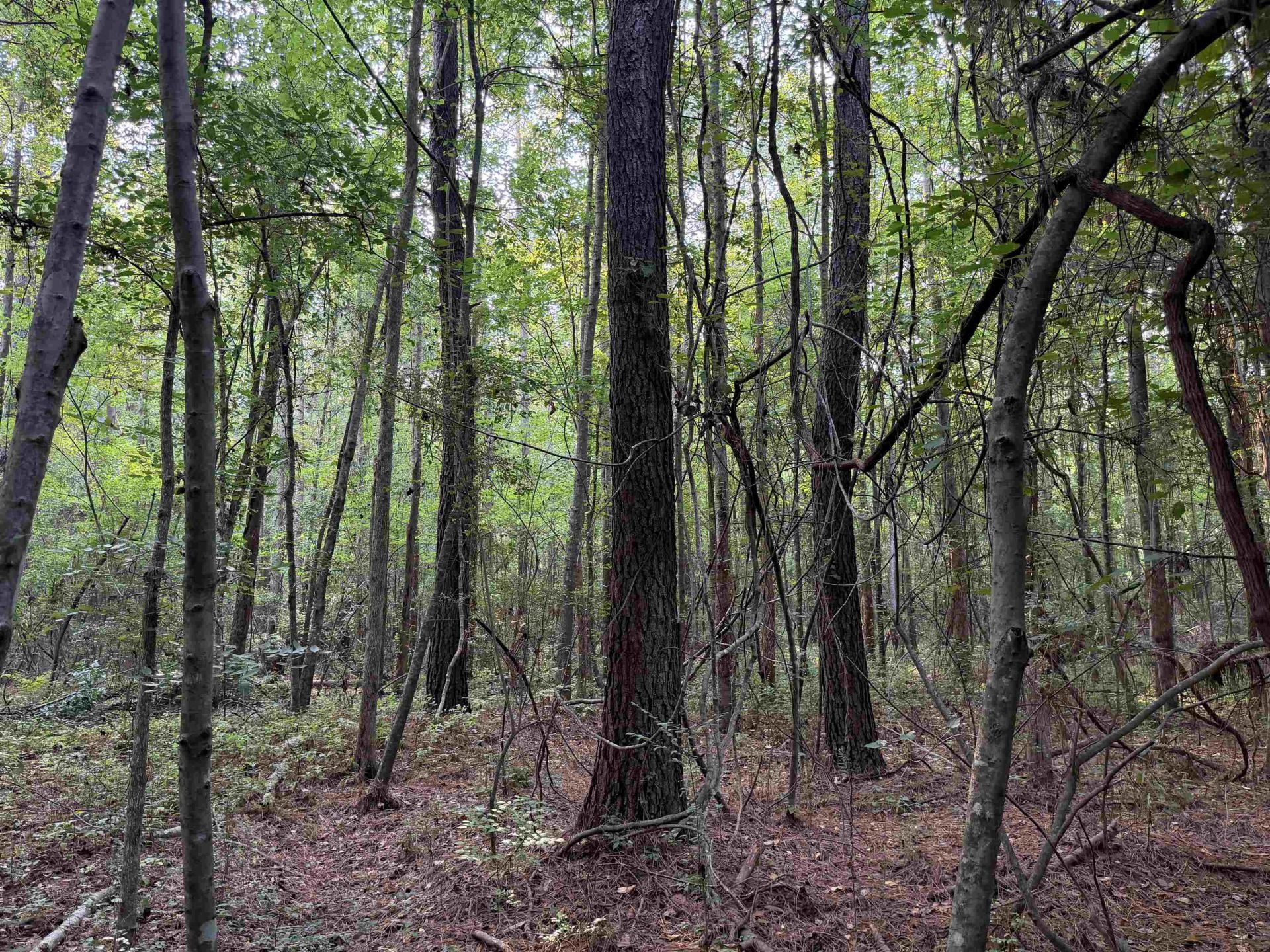 81.30 Acres - Blackberry Rd.  Photo 17